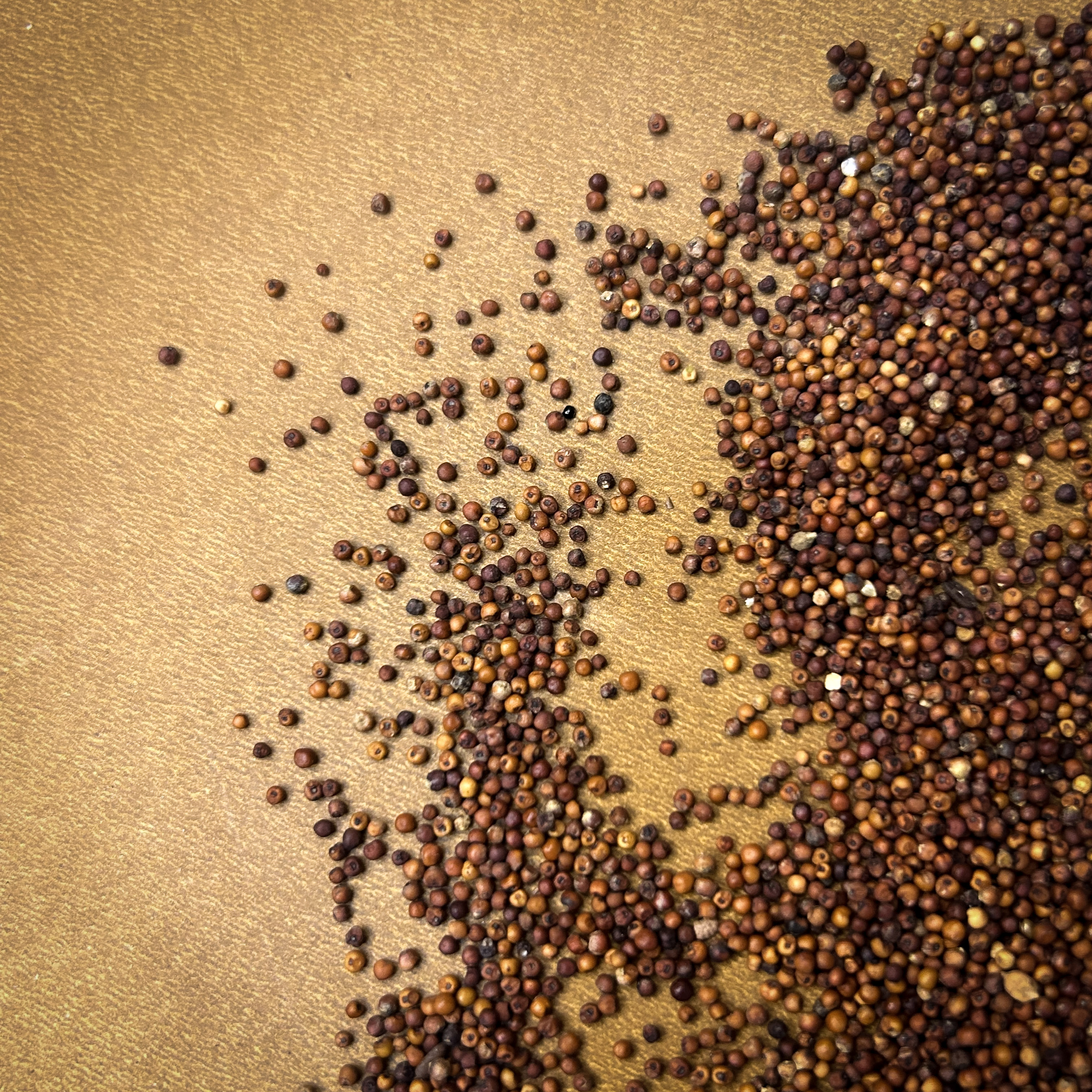 Ragi (Ragulu) - Image 3